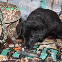 Labrador Retriever Puppies from Copper Creek Outfitters and Kennel