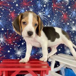 Dock - Black white and tan male Beagle puppy in Katy, Texas from Houston’s Howlin’ Hounds