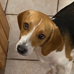 Lola - Beagle