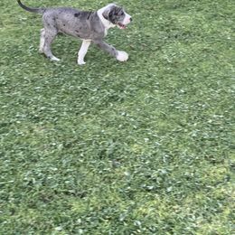 Great Dane Puppies from Laxton Danes