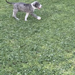 Great Dane Puppies from Laxton Danes