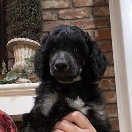 Assorted Doodle Crosses and Poodle All Grown Up from Gemstone Poodles and Doodles