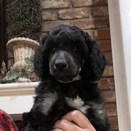 Assorted Doodle Crosses and Poodle All Grown Up from Gemstone Poodles and Doodles