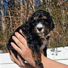 Jubilee - Tri-color female Bernedoodle puppy in Decatur, Georgia from So Adoodable