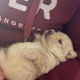 Girl 1 - Wheaten female Scottish Terrier puppy in Fenton, Michigan from Carnes Croft Scotties