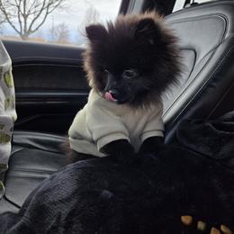 Pomeranian Puppies from Mary's Pomeranians