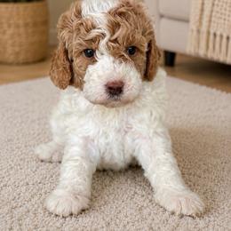 Heidi - Parti female Goldendoodle puppy in Yuciapa, California from AlltheDoodlez_