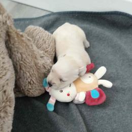 Girl 3 - female Miniature Schnauzer puppy in Kannapolis, North Carolina from Schnauzer Affinity