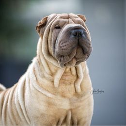 Artie - Chinese Shar-Pei