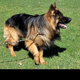 Wolfe - German Shepherd