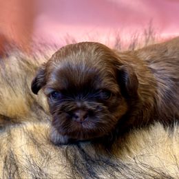Corky - Chocolate male Shih Tzu puppy in Brevard, North Carolina from House of Little Lions