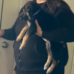 German Shepherd Puppies from Devon Rugerio's German Shepherds