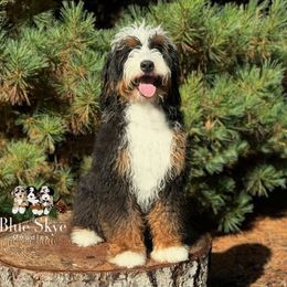 Westley - Bernedoodle
