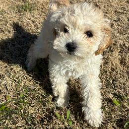 Sugar - Cream female Poodle puppy in Chattanooga, Tennessee from Ross Vegas Kennels