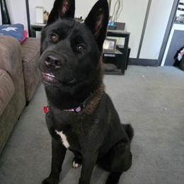 Ravyn - Black female Akita puppy in Granbury, Texas from Folklore Akitas