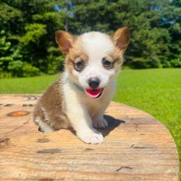 Blue Collar - Red male Pembroke Welsh Corgi puppy in Boaz, Alabama from Brumblow’s Kennel
