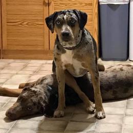 Catahoula Leopard Dog Puppies from ZM Catahoulas
