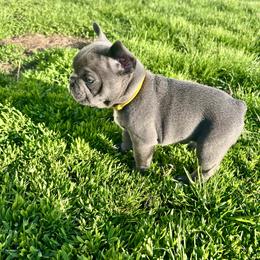 Sunni - Blue female French Bulldog puppy in Nora Springs, Iowa from Summit View Frenchies