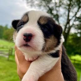 Meriwether - Black and white female Cardigan Welsh Corgi puppy in Lebanon, Pennsylvania from Long Acre Farm