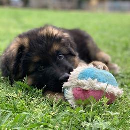 German Shepherd Puppies from Tabor Springs GSD