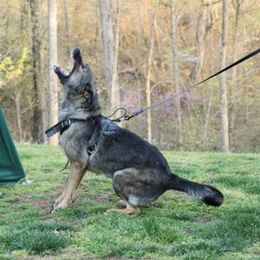 Gassy - German Shepherd