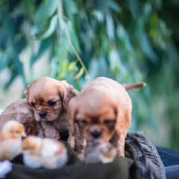 Cavalier King Charles Spaniel Puppies from Tsarevich Goldens and Cavaliers