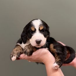 Bernedoodle Puppies from Anchorage Bernedoodles