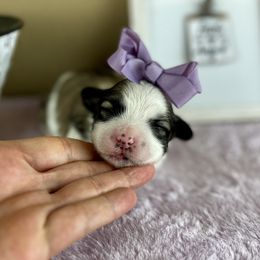 Miss Purple Collar - female Mal-Shi puppy in Poolville, Texas from Tx Pups