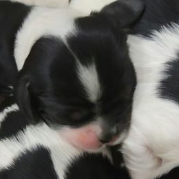 Girl 1 - Cocker Spaniel puppy in Penns Grove, New Jersey from Dominique Cockers