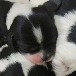 Girl 1 - Cocker Spaniel puppy in Penns Grove, New Jersey from Dominique Cockers