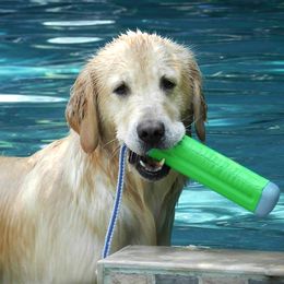 Golden Retriever All Grown Up from Goldenway Goldens