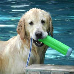 Golden Retriever All Grown Up from Goldenway Goldens