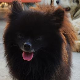 Blue - Pomeranian