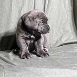 Cane Corso Puppies from RiverStone Gardens