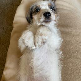 Dachshund Puppies from LPS weenies