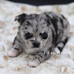 Pippa - Merle female Chihuahua puppy in Tulsa, Oklahoma from H-3 Chihuahuas