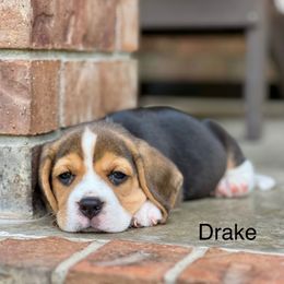 Drake - Black tan and white male Beagle puppy in Mansfield, Missouri from Rippee Creek Kennel