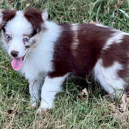 D'arcy - Red merle female Miniature Australian Shepherd puppy in Patterson, North Carolina from DreamLine Aussies