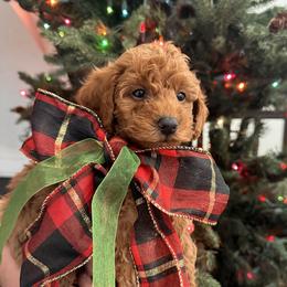 Jingle - Red male Cavapoo puppy in American Fork, Utah from Revasdoodles