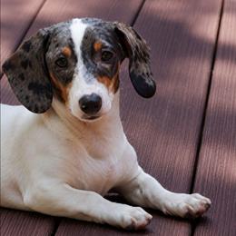 Gray - Blue and tan male Dachshund puppy in Ridge, New York from Tracy's Puppy Club