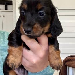 Suzie - Blue and tan female Dachshund puppy in Southwest Ranches, Florida from Breezy Florida Dachshunds