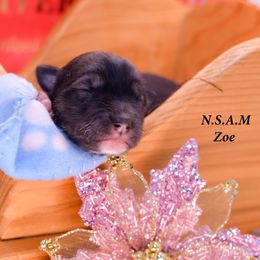 Girl 1 - Alaskan Malamute puppy from North Shore Alaskan Malamutes