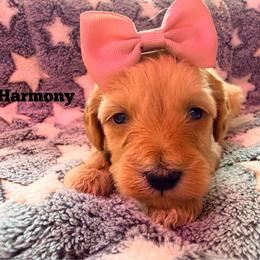 Harmony with training - Red female Bernedoodle puppy in Boonville, North Carolina from Doods & Dolls