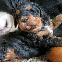 Bernedoodle Puppies from Big Butte Bernedoodles