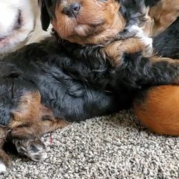 Bernedoodle Puppies from Big Butte Bernedoodles
