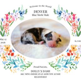 Denver - BMM2 - Blue merle male Toy Australian Shepherd puppy in Nacogdoches, Texas from TK Standard, Mini, & Toy Aussies