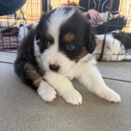 Black Tri Female 2 - Black tri-color female Australian Shepherd puppy in Washington, Indiana from Bombshell Australian Shepherds