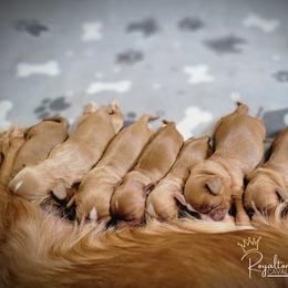 Cavalier King Charles Spaniel Puppies from Royalton Cavaliers