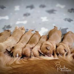 Cavalier King Charles Spaniel Puppies from Royalton Cavaliers