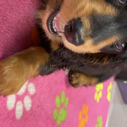 Dachshunds from Virginia Prentiss